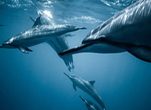 多位米兰传奇发视频祝魔笛生日快乐，来看看都有谁！